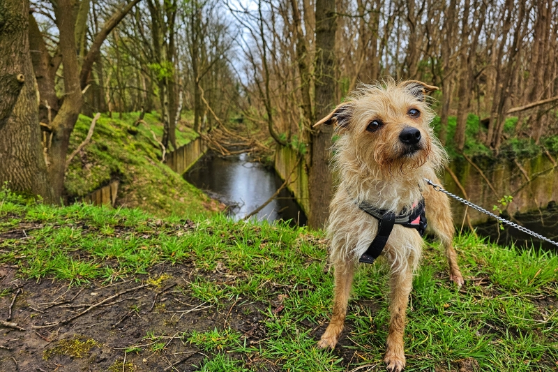 Wandelen rond de forten van Antwerpen met hond: Fort van Steendorp, Fort Liezele en de Biralmontforten