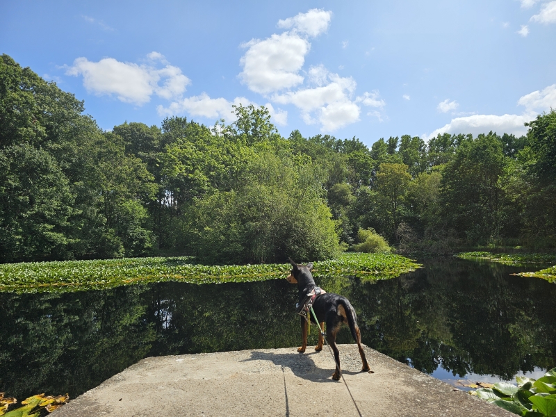 Wandelen rond de Scheepsput in Wingene met hond