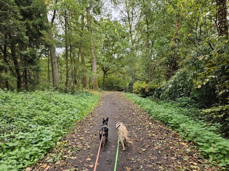 Wandelen rond het Fort in Liezele met hond Wandelen rond het Fort in Liezele met hond