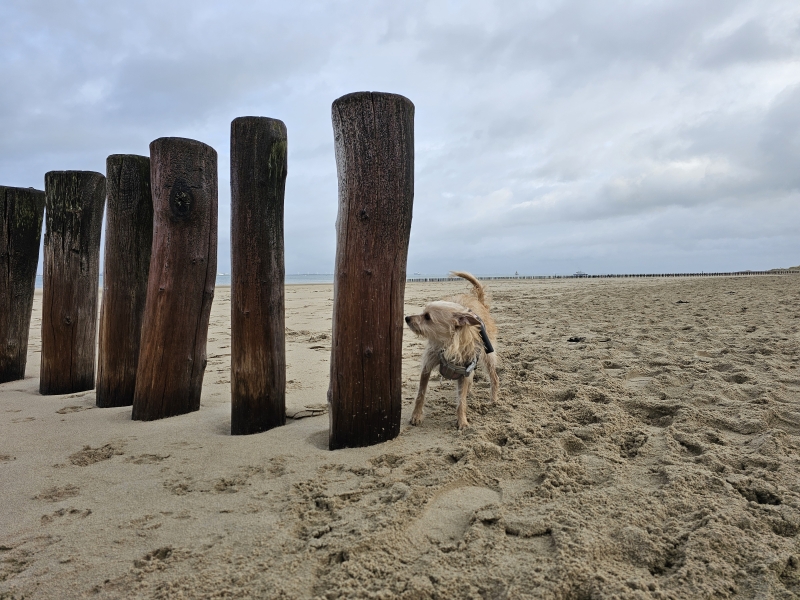 Wandelen strand Breskens met hond