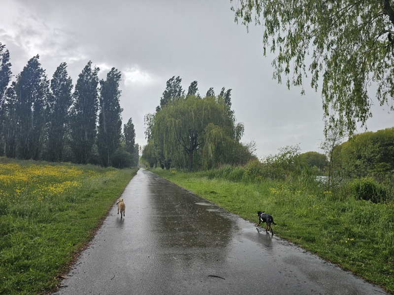 Wandelen Utrecht Veldhuizerpark met hond los Wandelen Utrecht Veldhuizerpark met hond los