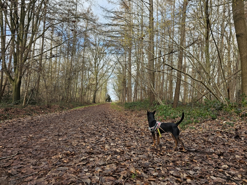 Wandelen Velaartsbos Meise