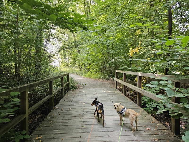 Wandelen Vinderhoute bossen
