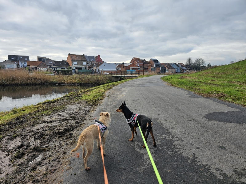 Wandelen Vlassenbroek Dendermonde met hond