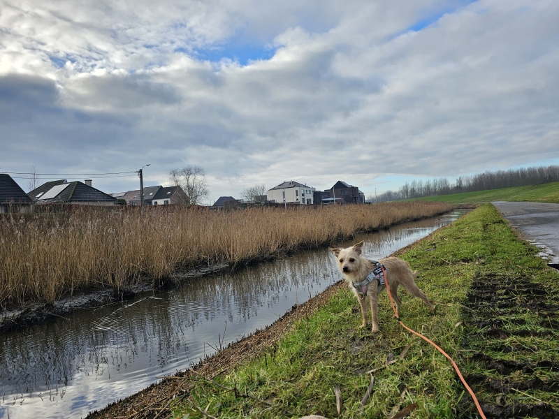 Wandelen Vlassenbroek met honden
