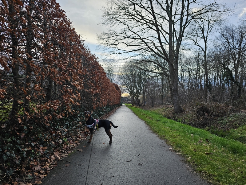 Wandelen Waver met hond