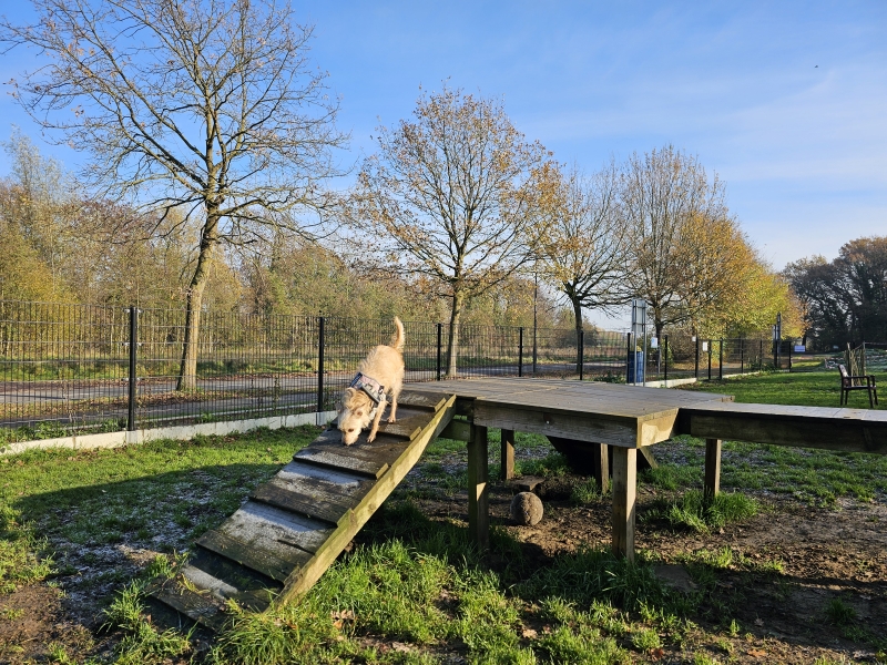 Wandelen Wommelgem met hond Wandelen Wommelgem met hond