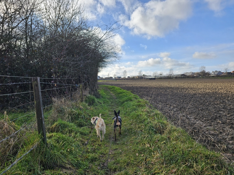 Wandeling Birrebeekvallei Velaartsbos Meise