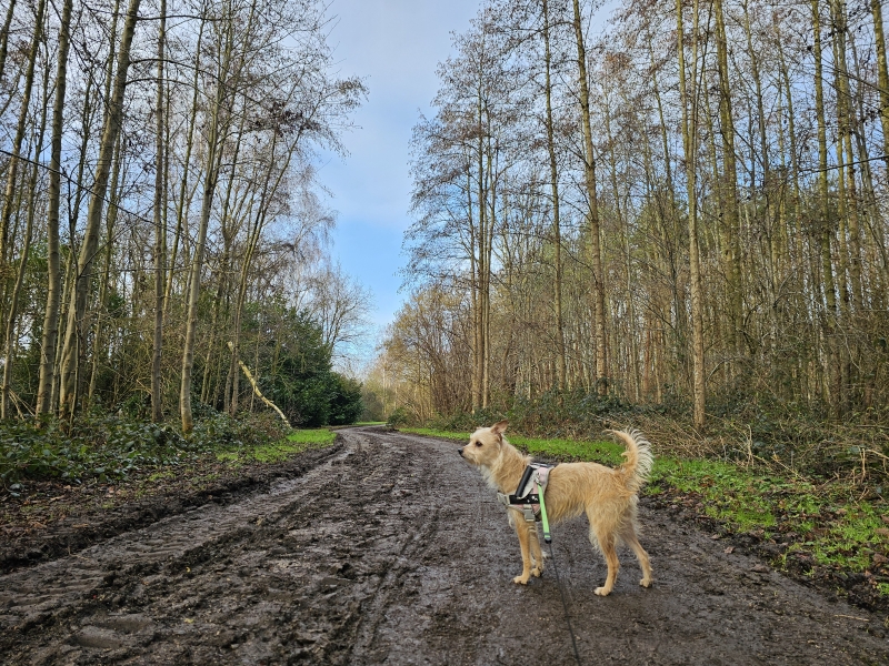 Wandeling bos Grimbergen