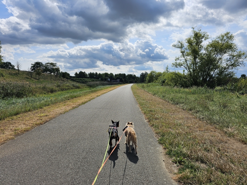 Wandeling dijk langs de Schelde met hond Dendermonde