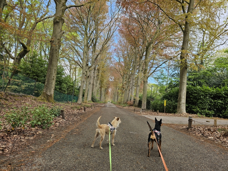 Wandeling door de bomen in Deurle