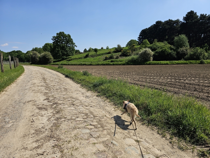 Wandeling door de Koeheide in Bertem met hond