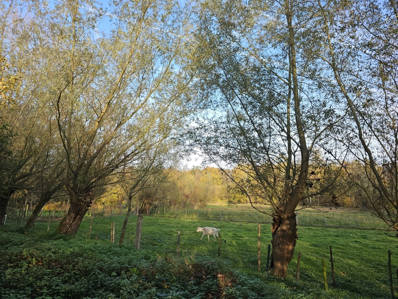 Wandeling door de natuur in Lokeren en Daknam met hond Wandeling door de natuur in Lokeren en Daknam met hond