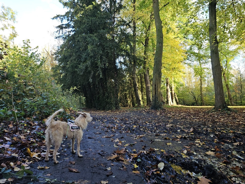 Wandeling door de natuur in Lokeren met hond