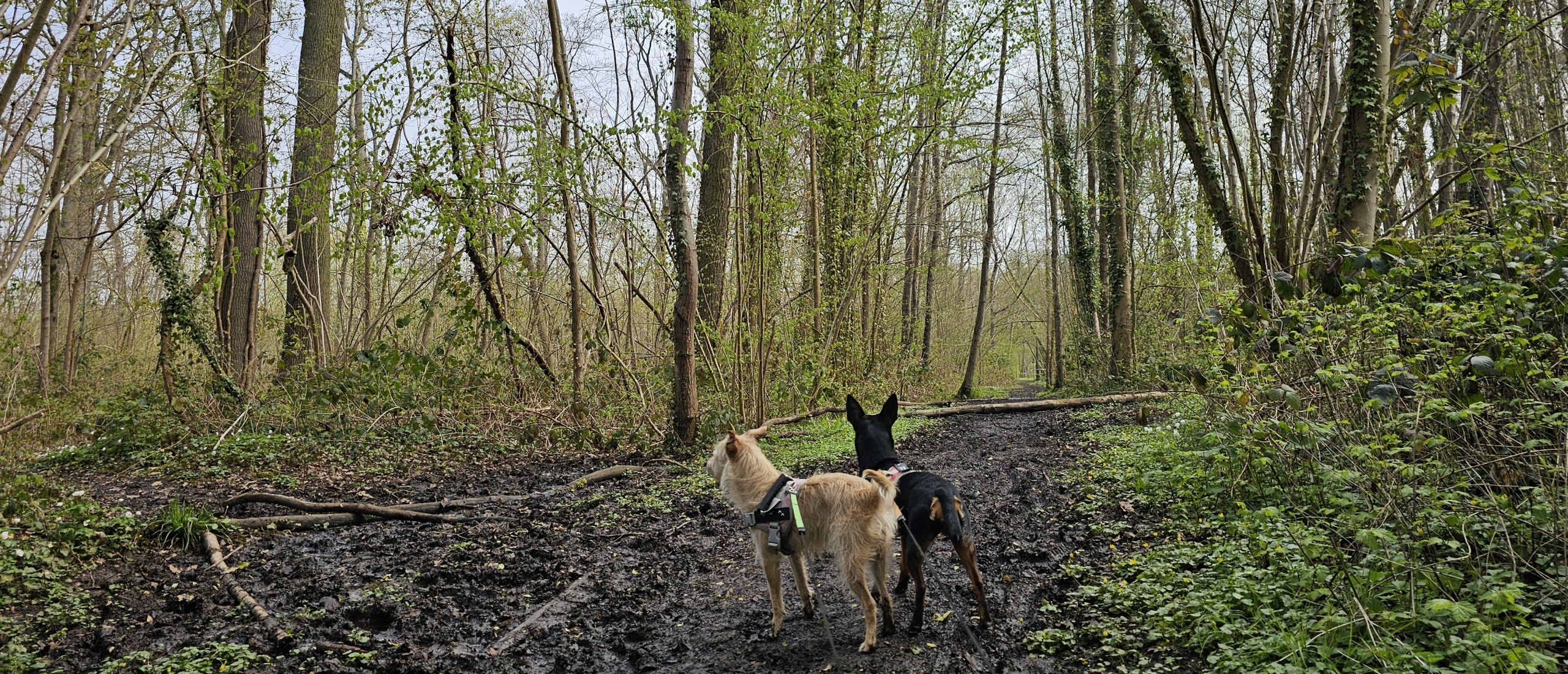 Wandeling door de Rotte Gaten in Meerbeek