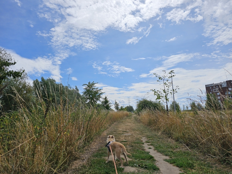 Wandeling door de Rupelmondse kreek met hond