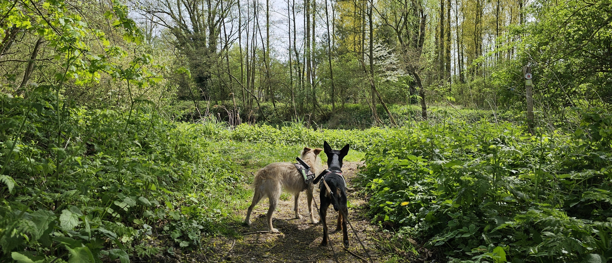 Wandeling door de Scheldemeersen in Merelbeke-Melle met hond 15 km