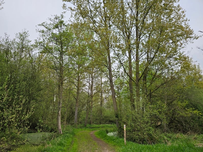 Wandeling door den Battelaer in Mechelen