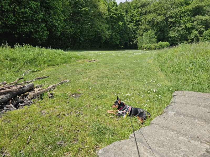 Wandeling door het eikenbos en speelbod 't vossenhol in Bertem met hond
