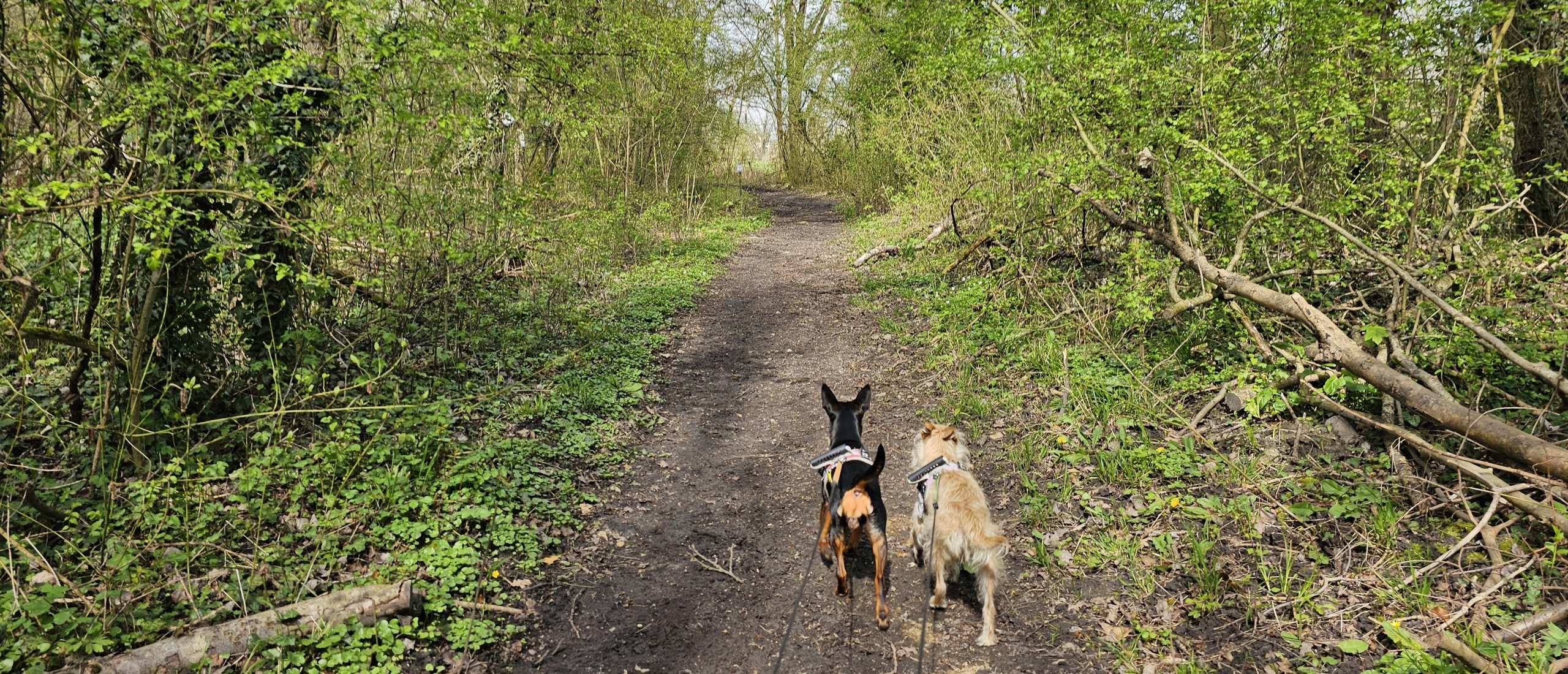Wandeling door het Floordambos in Melsbroek met hond