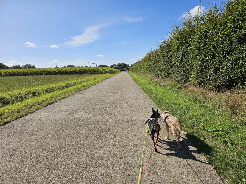 Wandeling door het Heuvelhof, Frijthout, Molenveld, het Sombekehof, het Spokenhof en park Savelkoul