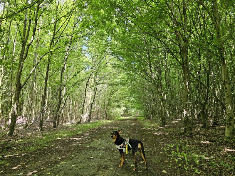 Wandeling door het Houtembos in Vilvoorde met hond Wandeling door het Houtembos in Vilvoorde met hond