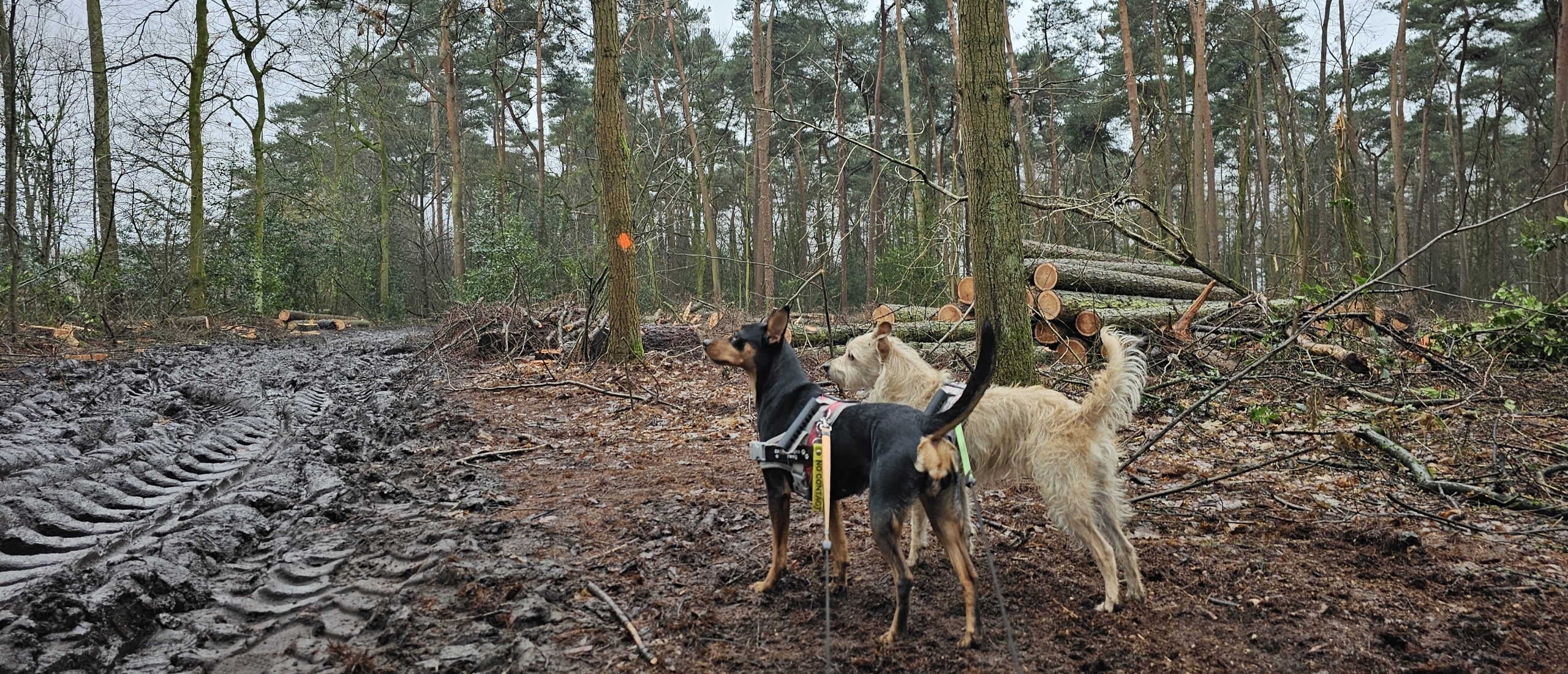 Wandeling door het Molenbos in Grobbendonk