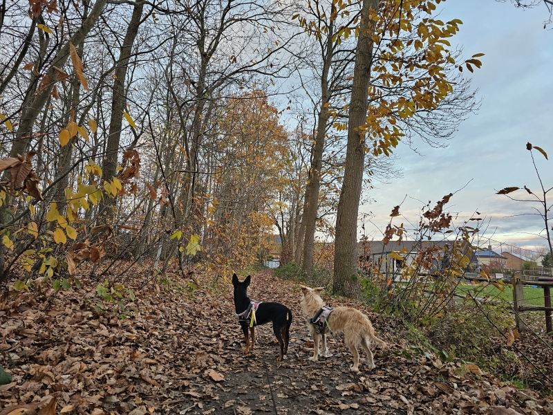 Wandeling door het Nonnenbos in Bornem