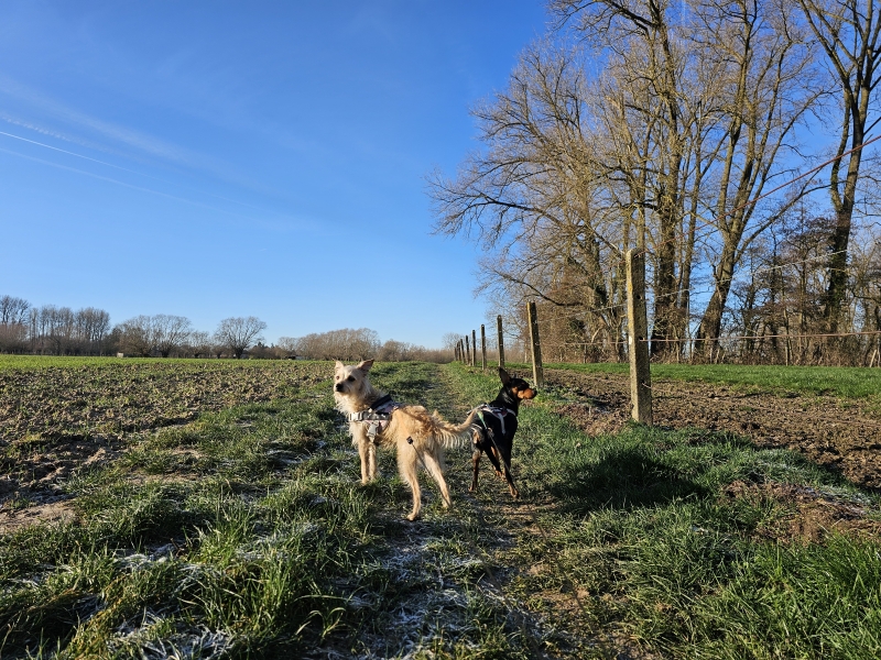 Wandeling door het Pajottenland en de Brabantse Kouters met hond