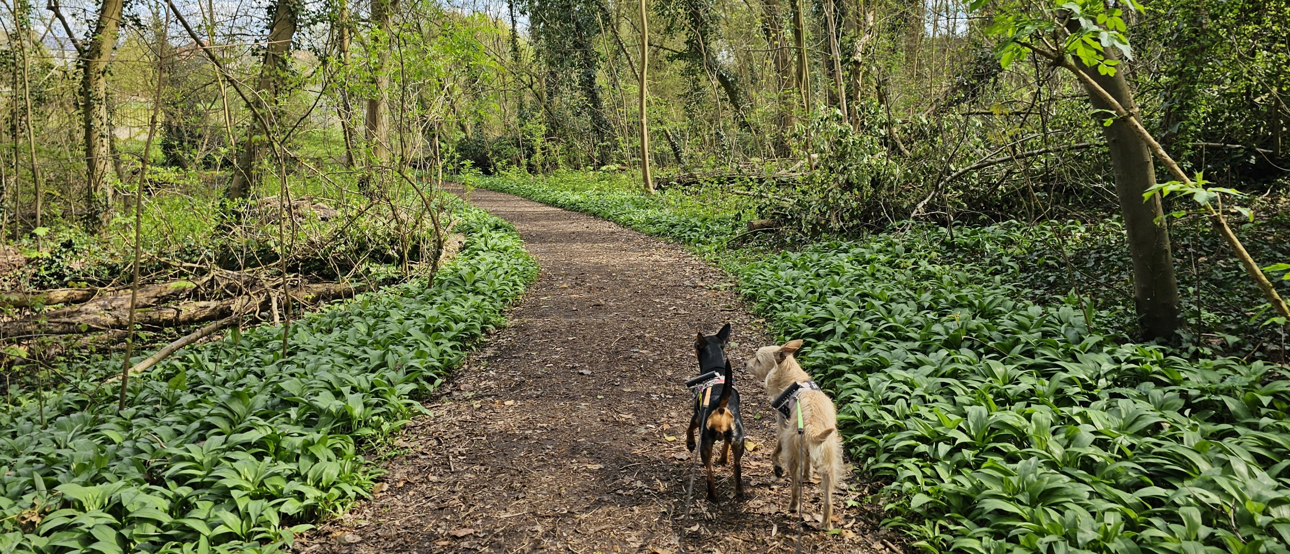 Wandeling door Thaborberg – Kattebroek in Dilbeek