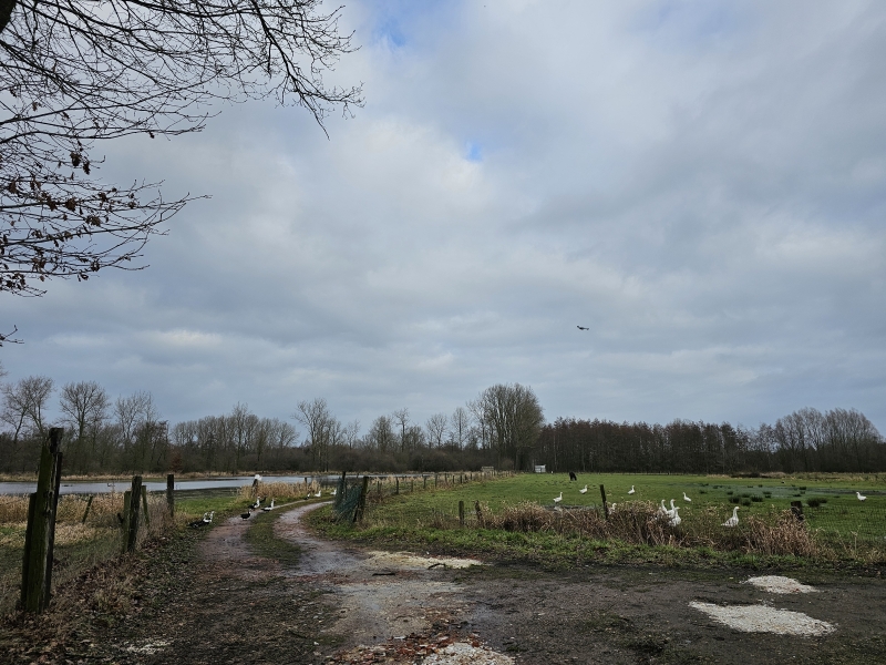 Wandeling door Vorselaar Schulpleer Graafweide Wandeling door Vorselaar Schulpleer Graafweide