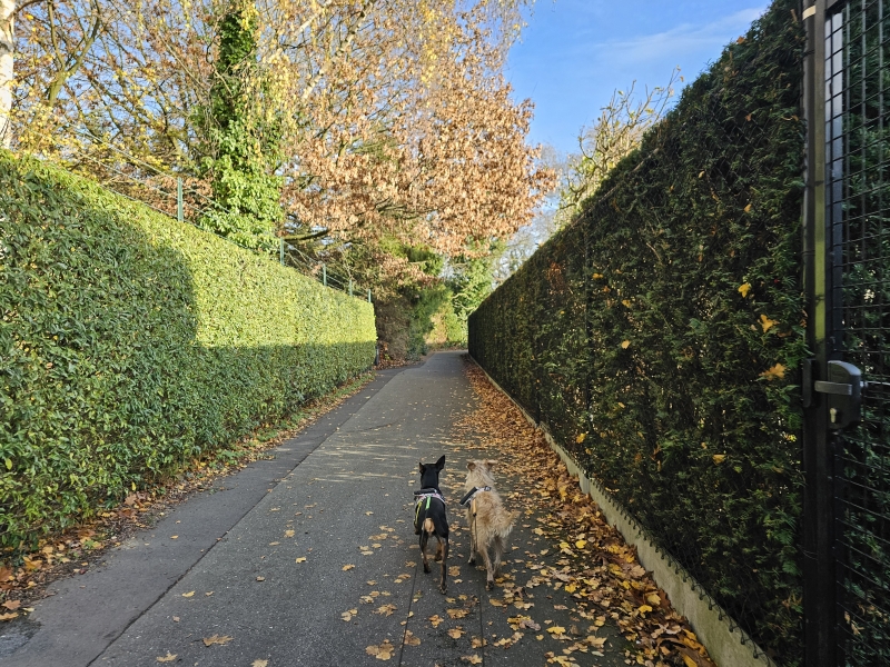 Wandeling door Wommelgem met hond Wandeling door Wommelgem met hond