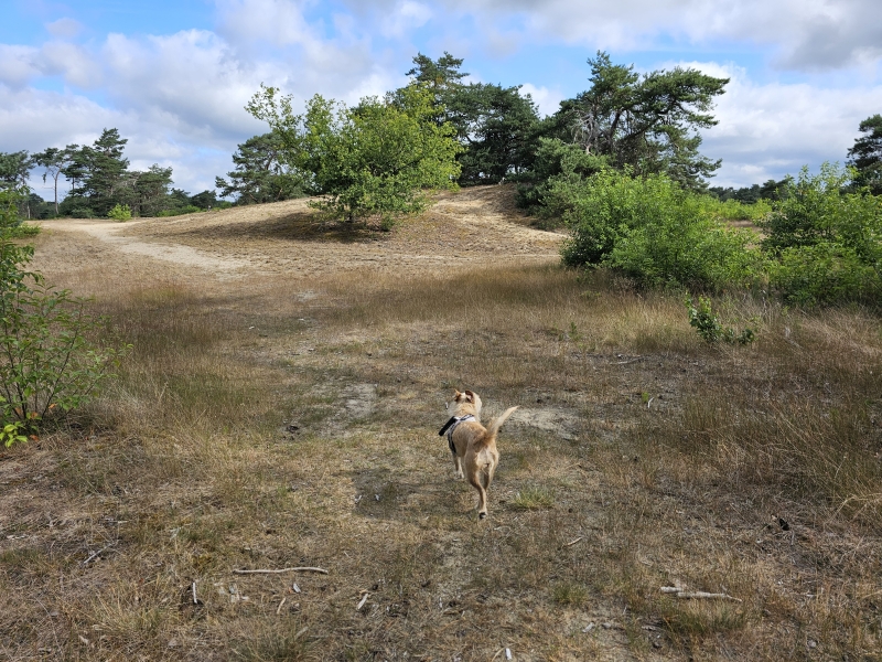 Wandeling door zand, bossen en duinen in Kootwijkerduin losloopgebied