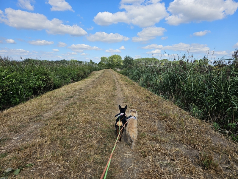 Wandeling in de Durmemeersen in Zele met hond Wandeling in de Durmemeersen in Zele met hond