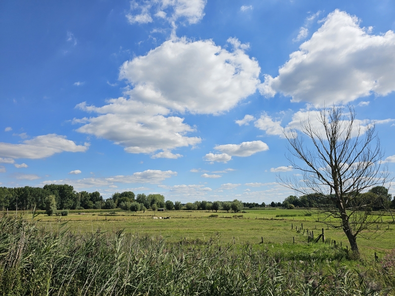 Wandeling in de natuur met honden in Zele Wandeling in de natuur met honden in Zele