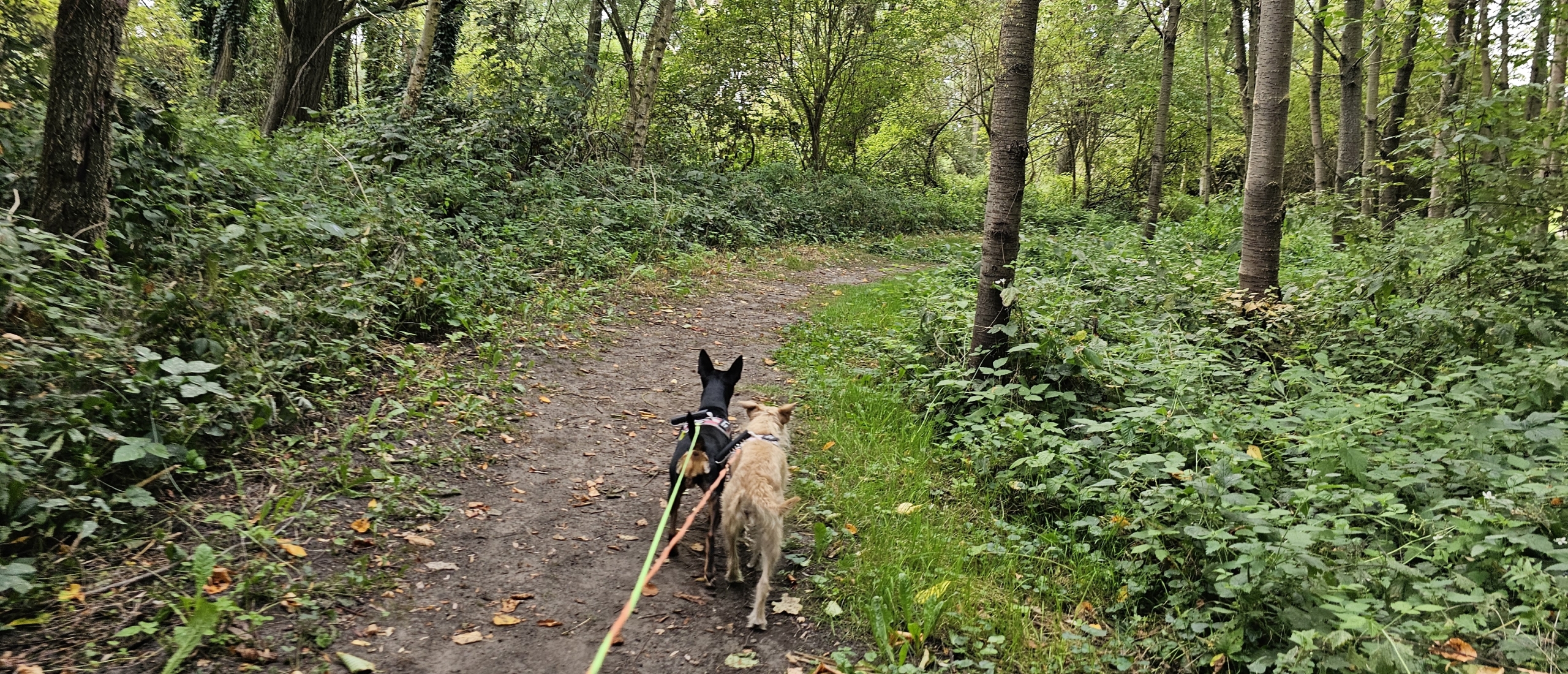 Wandeling in De Oude Schelde in Appels, Dendermonde met hond