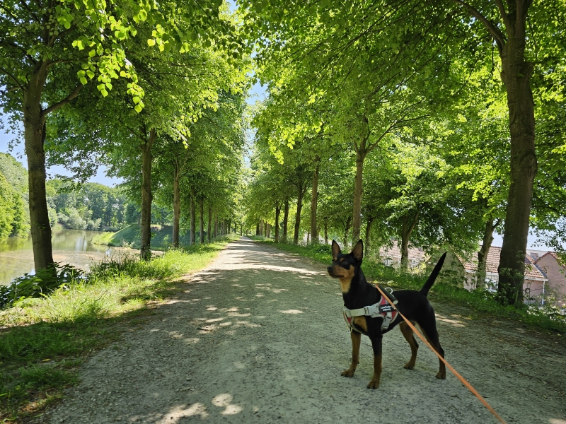 Wandeling in en rond het centrum van Hulst met de honden