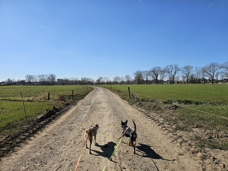 Wandeling in Merendree, Lovendegem in Vinderhoute