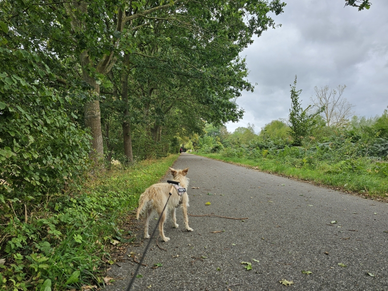 Wandeling Langos en Babbelse Plassen Kontich met hond Wandeling Langos en Babbelse Plassen Kontich met hond