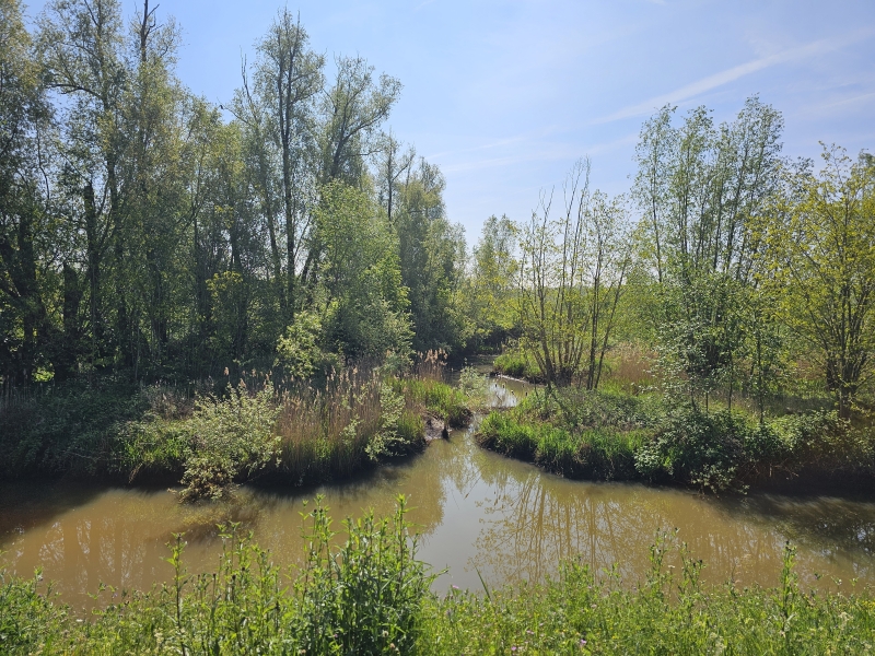 Wandeling langs de Kleine Nete in Kessel met hond Wandeling langs de Kleine Nete in Kessel met hond