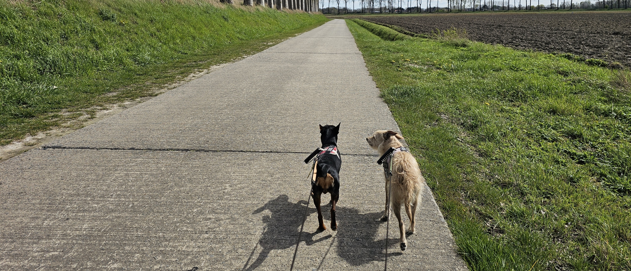 Wandeling langs de kreken van Sint-Laureins met hond