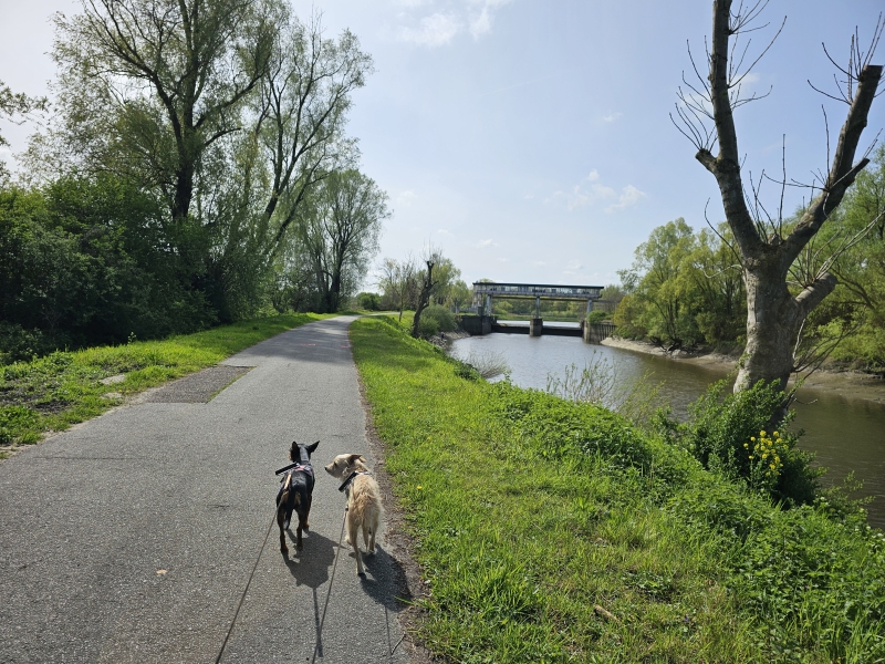 Wandeling langs de Schelde in Merelbeke-Melle Wandeling langs de Schelde in Merelbeke-Melle