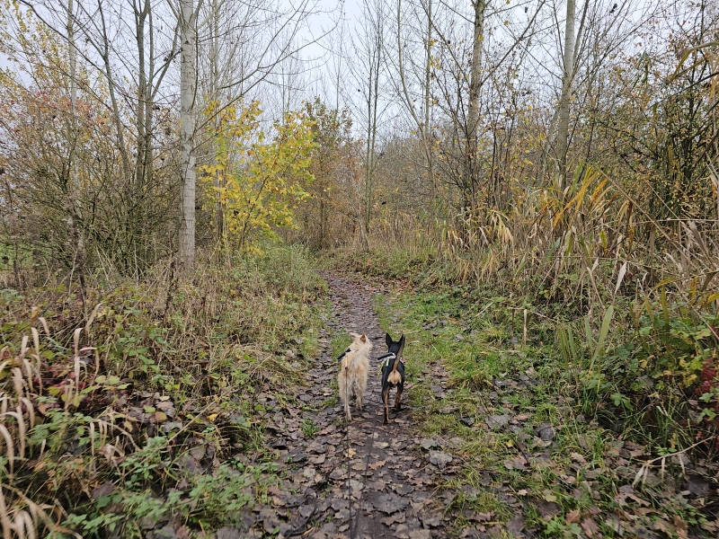 Wandeling langs trage wegen in Wachtebeke