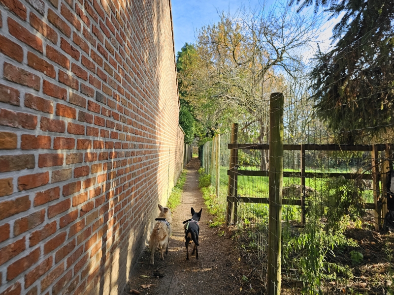 Wandeling langs trage wegen met hond 12,5 km door Wommelgem, Antwerpen Wandeling langs trage wegen met hond 12,5 km door Wommelgem, Antwerpen