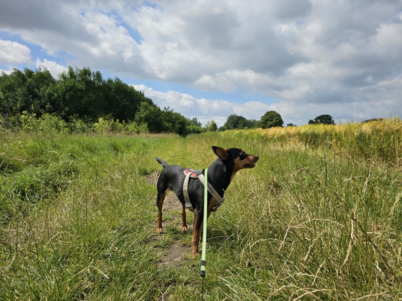 Wandeling langs trage wegen met hond in Houtem, Vilvoorde dicht bij Brussel Wandeling langs trage wegen met hond in Houtem, Vilvoorde dicht bij Brussel