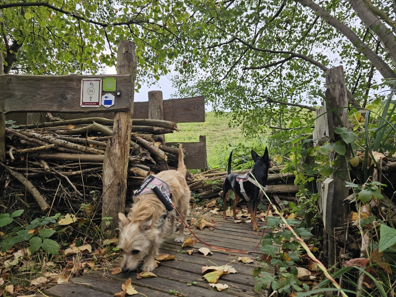 Wandeling langs wandelknooppunten met hond in Niel