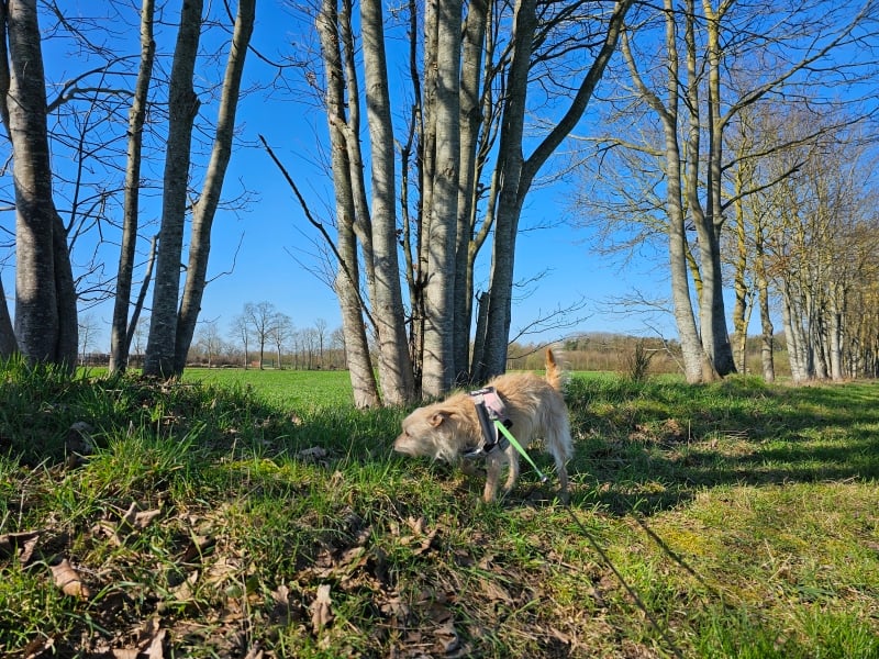 Wandeling Madegem Burkel met hond Wandeling Madegem Burkel met hond
