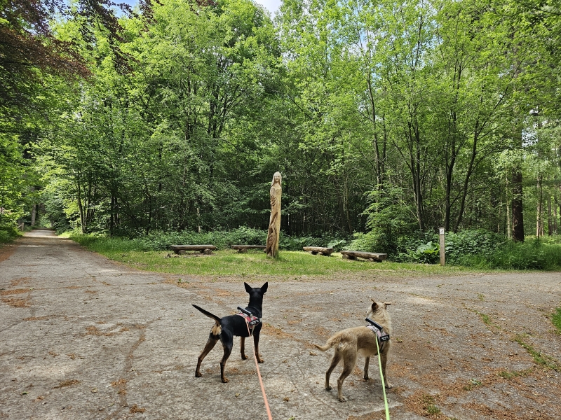 Wandeling met de honden door het Wijnendalebos in Torhout en Ichtegem in West-Vlaanderen