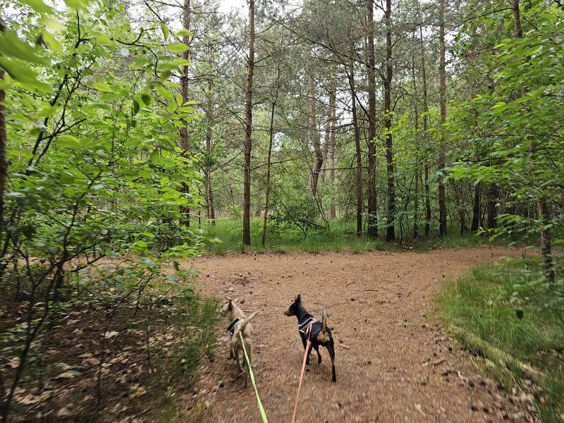 Wandeling met hond door de Ossendrechtse Duinen in het grenspark de Kalmthoutse Heide