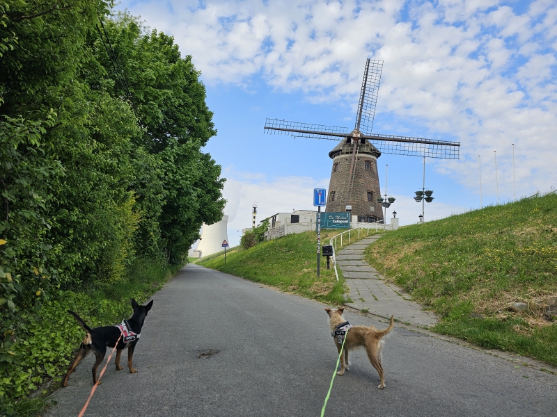 Wandeling met hond door de Spookstad Doel